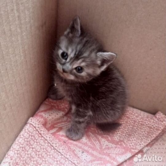 Шотландские котята