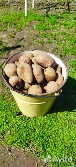 Продам картофель