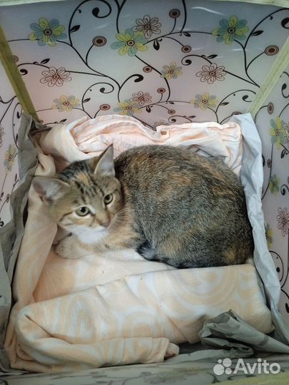 В добрые руки