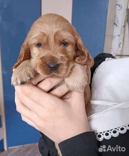 Английский Кокер Спаниель щенки
