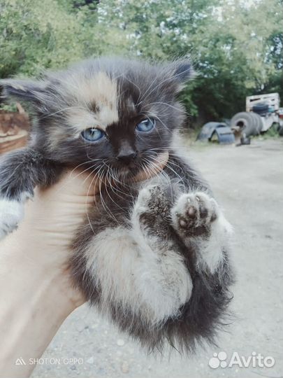 Котята, кошечка