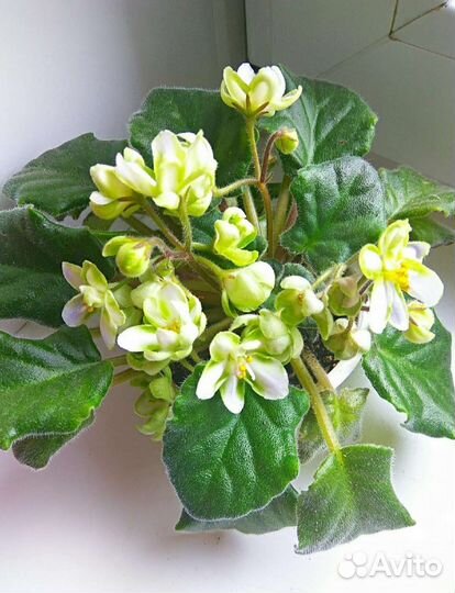 Фиалка зеленая