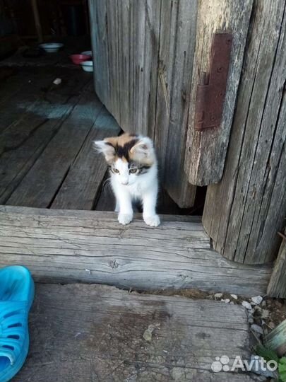 Отдам котят в хорошие руки