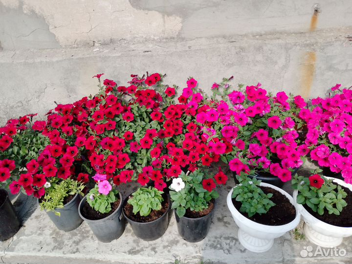 Петуния тайдал