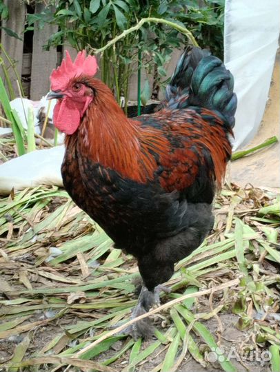 Петух порода Маран -Черно -Медный