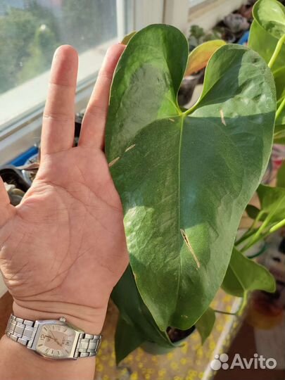 Комнатные цветы антуриум