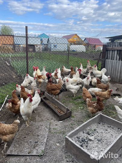 Молодые петухи