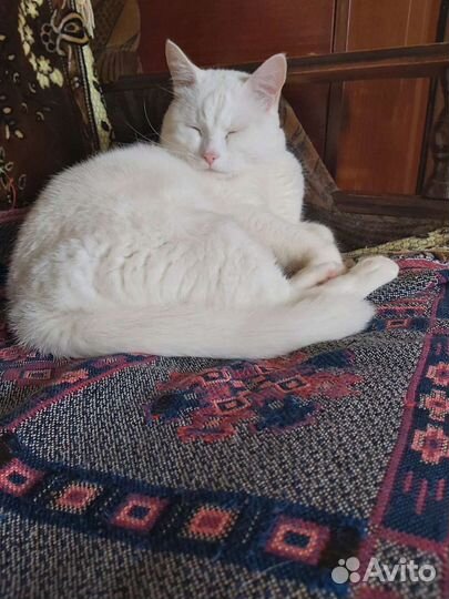 Передержка животных на время отпуска