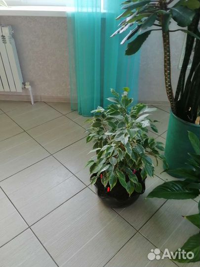 Бенджамина