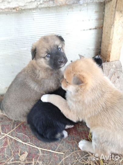 Маленькие собачки щенята в добрые руки,3 мальчика