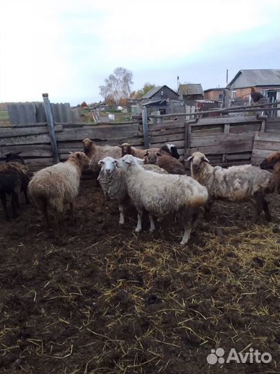 Овцы бараны