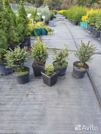 Ель Карел,Эхиниформис,Рейнбоуз энд,Коника,Глаука