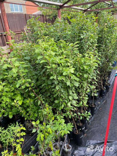 Саженцы яблони и груш