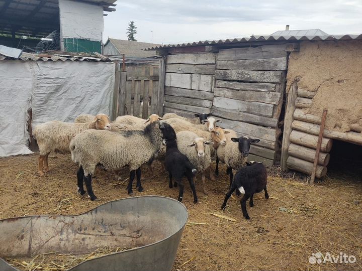 Овцы бараны