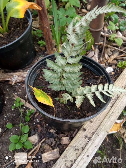 Папоротник садовый