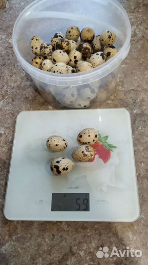 Яйца перепелиные