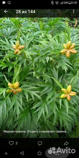 Семена. Марьин корень. (Пион уклоняющийся)