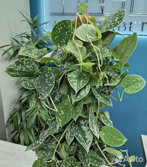 Растение Сциндапсус