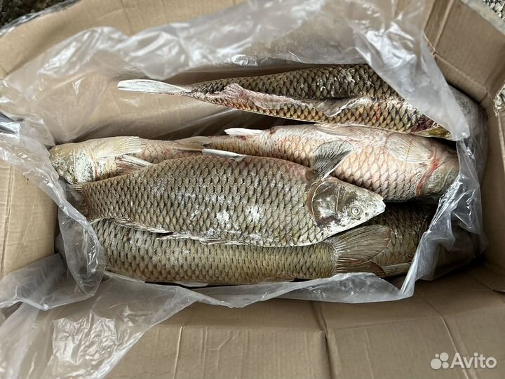Рыба свежемороженая