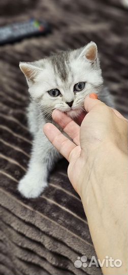 Шотландская прямоухая кошка