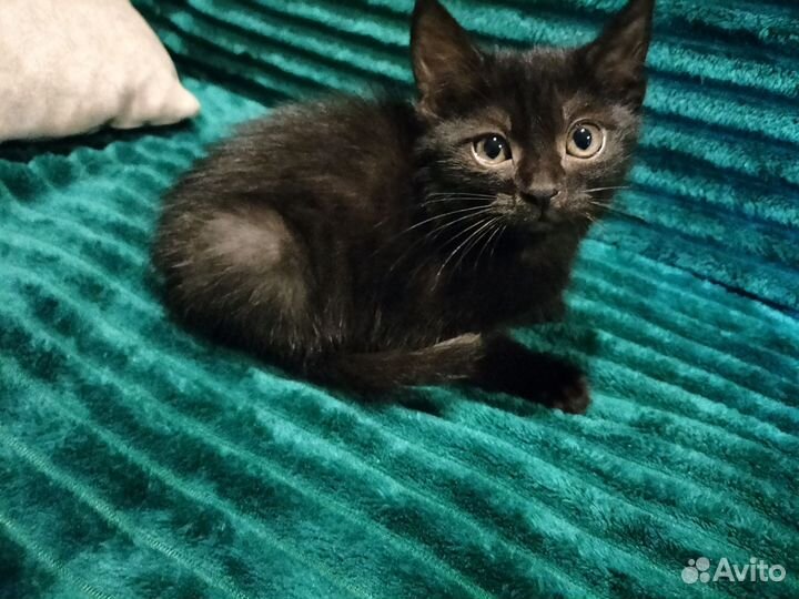 Котенок девочка в дар