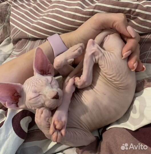 Канадский сфинкс