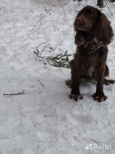 Русский спаниель вязка