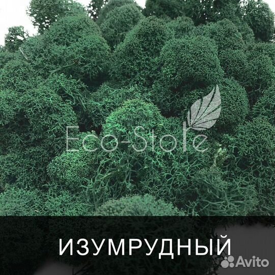 Стабилизированный мох