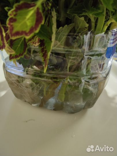 Колеус,черенки