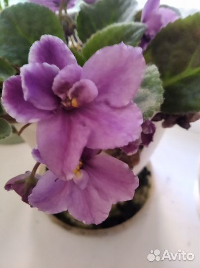 Листки фиалок укоренённые