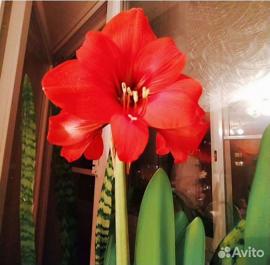 Луковицы амариллиса гиппеаструм