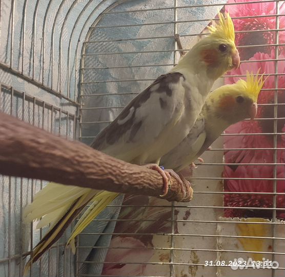 Птенцы попугая кореллы