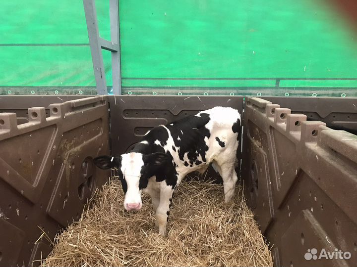 Телята мясной породы бычки