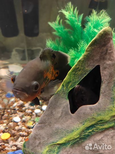 Аквариум с рыбами