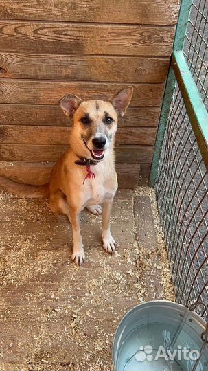 Собака Шейла молодая девочка в дар