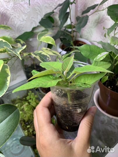 Комнатные растения