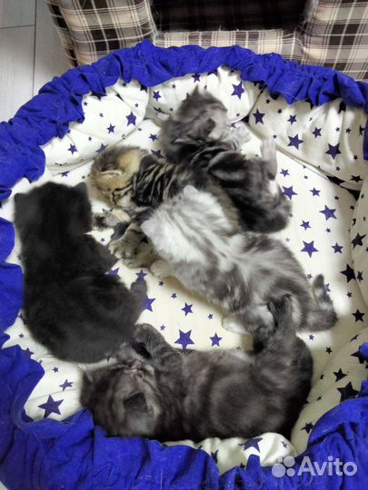 Шотландские котята