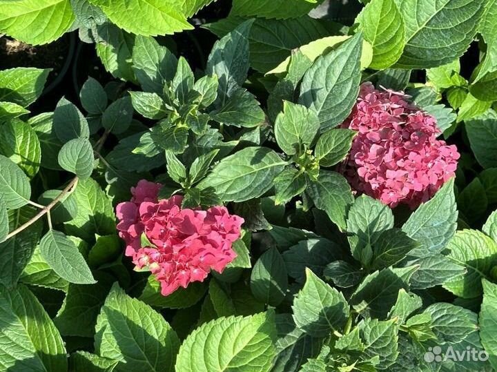 Питомник южных растений у Галины