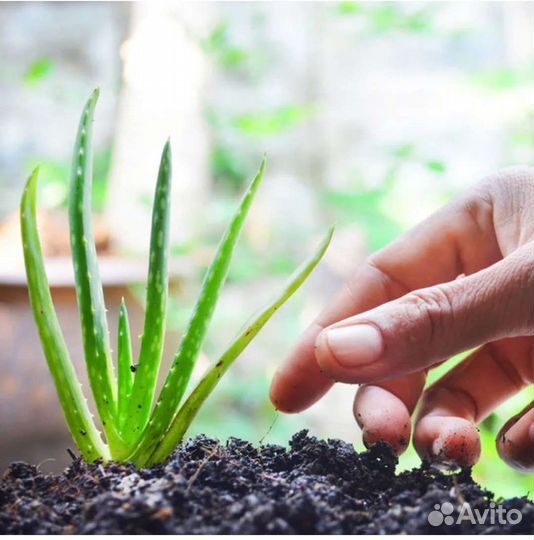 Росток алоэ