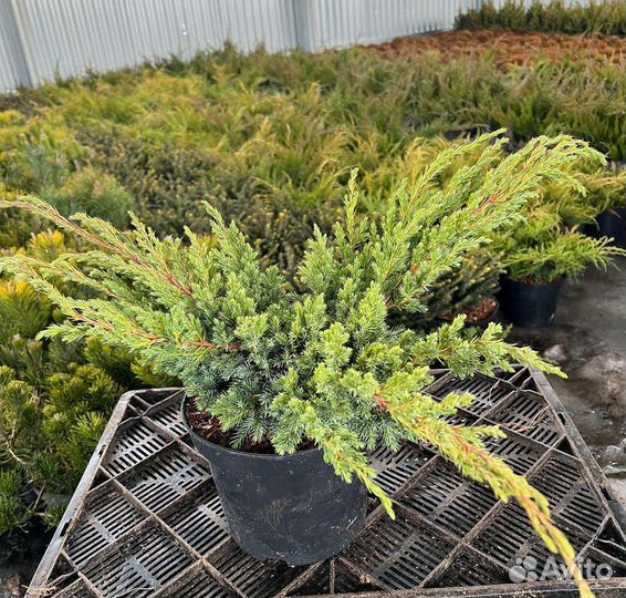 Саженцы хвойных растений