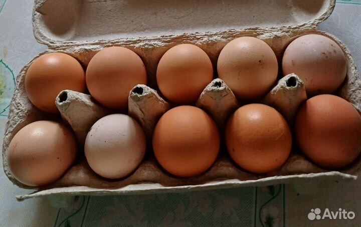 Домашние куриные яйца оптом