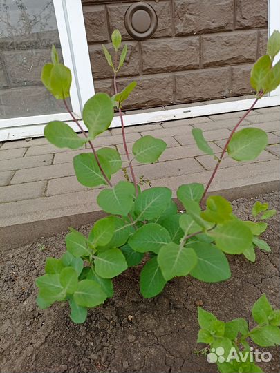 Саженцы жимолости Каприфоль, гортензии Анабель