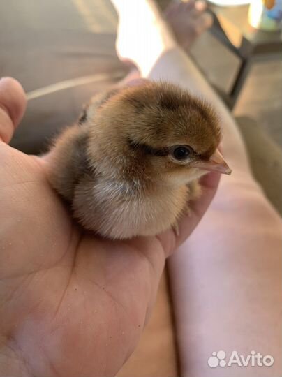 Инкубация яиц