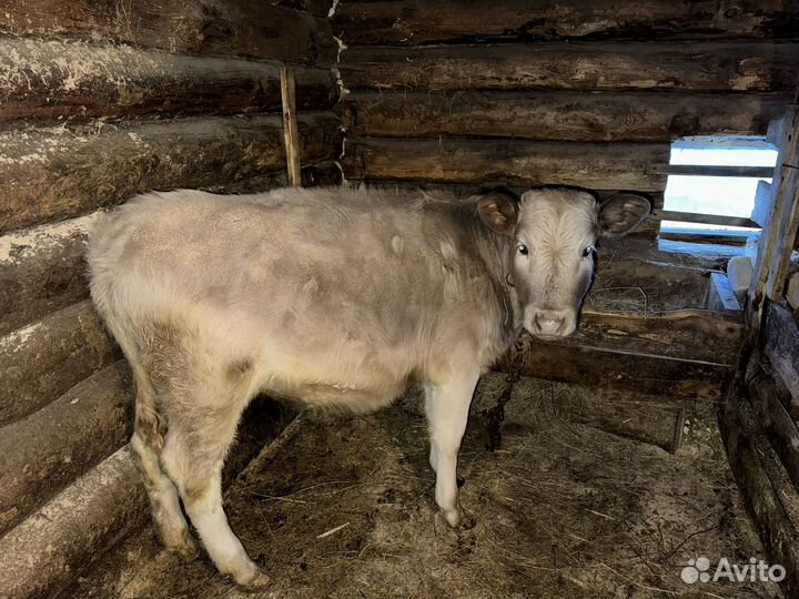 Продается телка