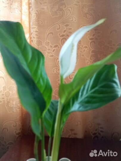 Спатифиллум