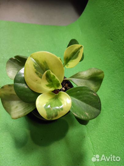 Пеперомии разных сортов