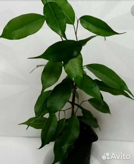 Фикус Бенджамина
