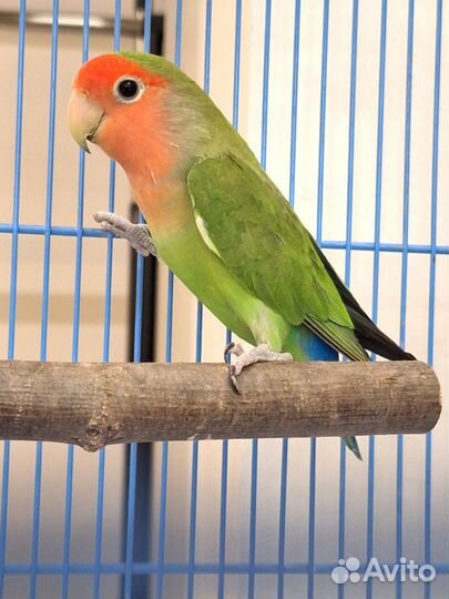 Попугаи неразлучники с клеткой