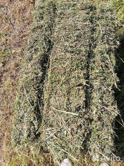 Сено люцерны, разнотравия, суданка