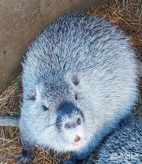 Нутрии серебро